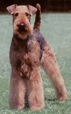 Hk airedales hot sale